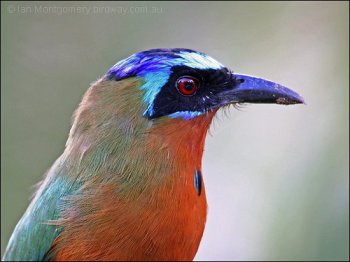 Blue-crowned Motmot (Momotus momota) by Ian