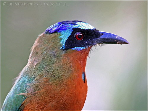 Blue-capped Motmot (Momotus momota) by Ian