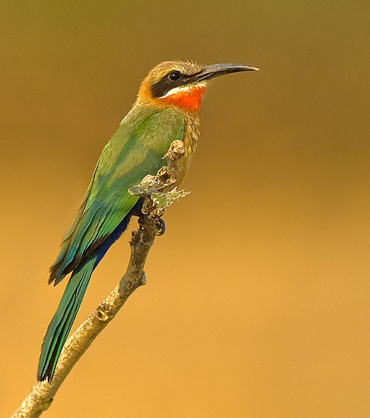 White-fronted Bee-eater (Merops bullockoides) by Africaddict