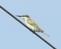 Madagascar Bee-eater is the Olive Bee-eater (Merops superciliosus) by Bob-Nan