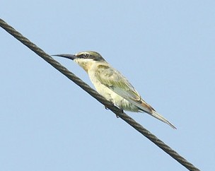Olive Bee-eater (Merops superciliosus) by Bob-Nan