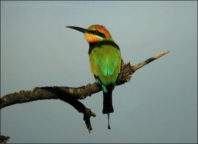 Rainbow Bee-eater (Merops ornatus) by Ian