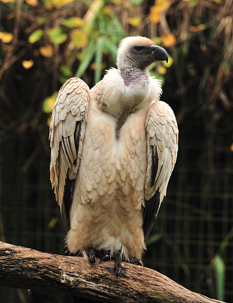 Cape Vulture (Gyps coprotheres) Alligator Farm St. Augustine Florida WikiC