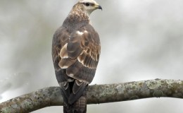 Spectacular Journey to Africa by Honey&nbsp;Buzzard