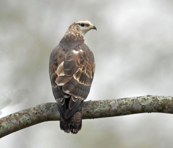 Crested Honey Buzzard (Pernis ptilorhynchus) by Nikhil Devasar