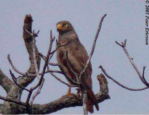 Rufous-winged Buzzard (Butastur liventer) by Peter Ericsson