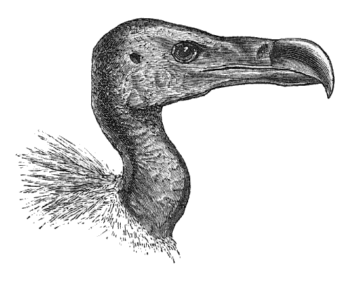 Slender-billed Vulture (Gyps tenuirostris) Drawing WikiC