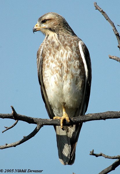 White-eyed Buzzard (Butastur teesa) by Nikhil Devasar