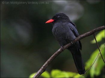 Black-fronted Nunbird (Monasa nigrifrons) by Ian