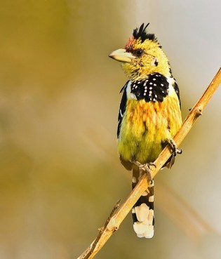 Crested Barbet (Trachyphonus vaillantii) by Africaddict