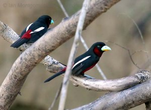 Black-and-red Broadbill (Cymbirhynchus macrorhynchos) by Ian