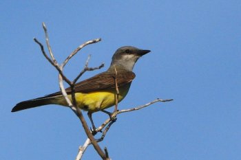 Western Kingbird (Tyrannus verticalis) Neal Addy Gallery