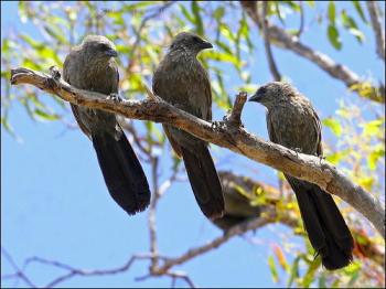 Apostlebird (Struthidea cinerea) by Ian