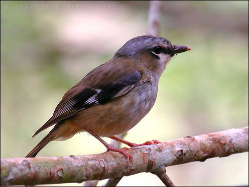 Grey-headed Robin (Heteromyias cinereifrons) by Ian