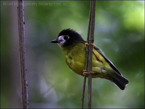White-faced Robin (Tregellasia leucops) by Ian