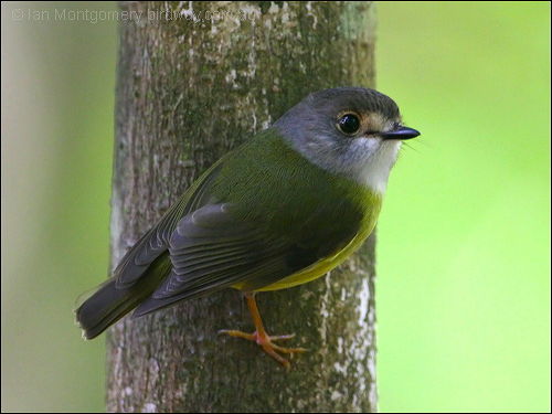 Pale-yellow Robin (Tregellasia capito) by Ian