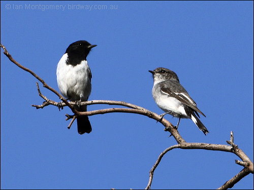 Hooded Robin (Melanodryas cucullata) by Ian