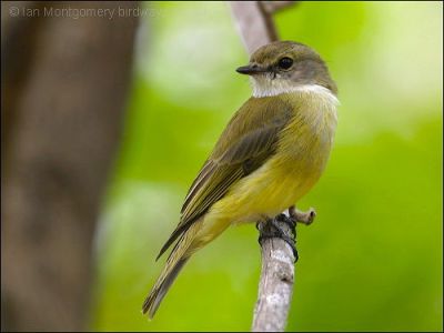 Yellow-bellied Flyrobin (Microeca flavigaster) by Ian