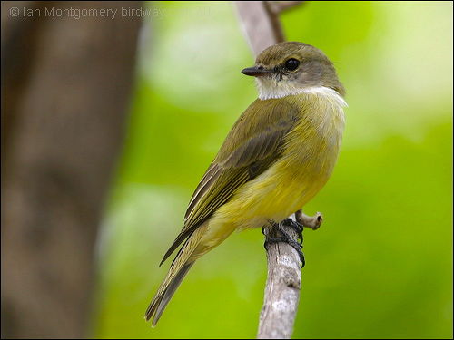 Yellow-bellied Flyrobin (Microeca flavigaster) by Ian