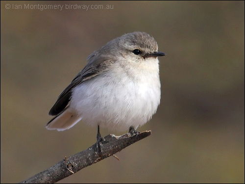 Jacky Winter (Microeca fascinans) by Ian