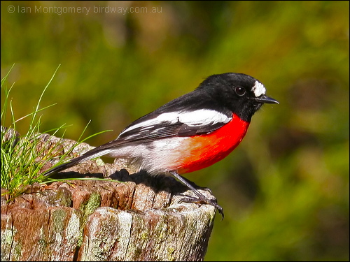 Scarlet Robin (Petroica boodang) by Ian