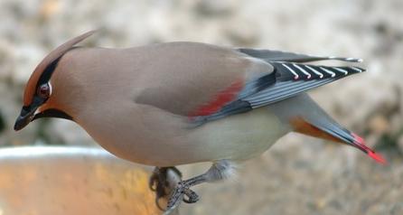 Japanese Waxwing (Bombycilla japonica) ©Wikipedia