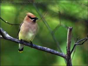 Cedar Waxwing (Bombycilla cedrorum) by Ian