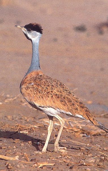 Nubian Bustard (Neotis nuba) ©WikiC