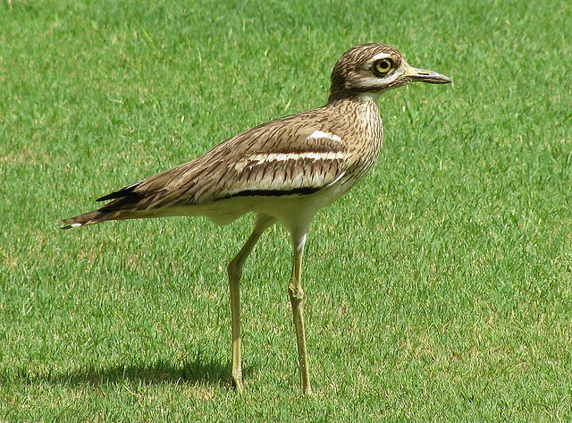 Indian Stone-curlew (Burhinus indicus) ©©