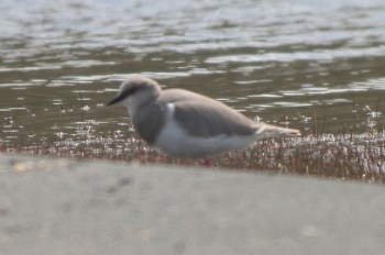Magellanic Plover (Pluvianellus socialis) ©WikiC