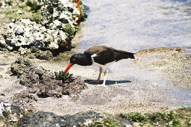 American Oystercatcher (Haematopus palliatus galapagoensis) WikiC