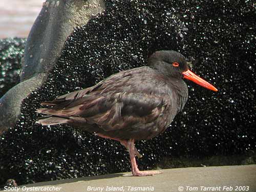 Sooty Oystercatcher (Haematopus fuliginosus fuliginosus) by Tom Tarrant