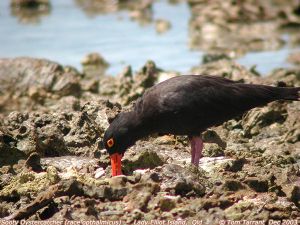Sooty Oystercatcher (Haematopus fuliginosus opthalmicus) by Tom Tarrant