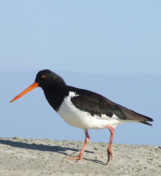 South Island Oystercatcher (Haematopus finschi) WikiC