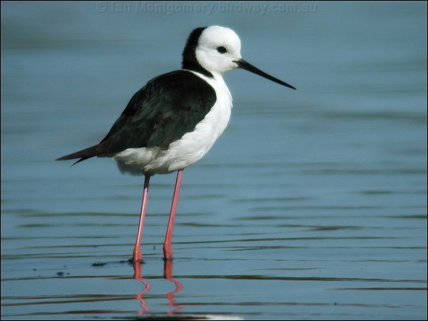 White-headed Stilt (Himantopus leucocephalus) by Ian