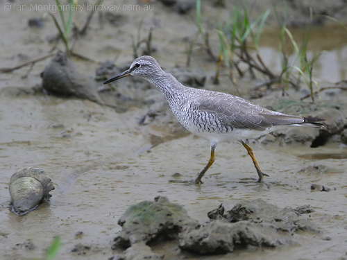 Grey-tailedTattler (Tringa brevipes) by Ian