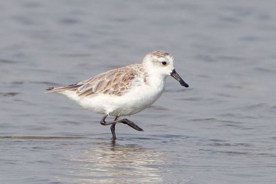 Spoon-billed Sandpiper (Eurynorhynchus pygmeus) ©WikiC