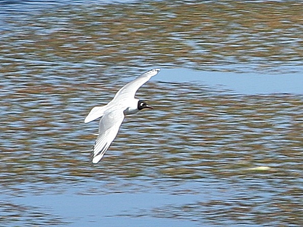 Andean Gull (Chroicocephalus serranus) WikiC