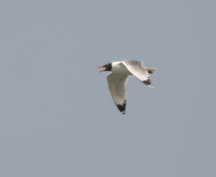 Pallas’s Gull (Ichthyaetus ichthyaetus) ©WikiC