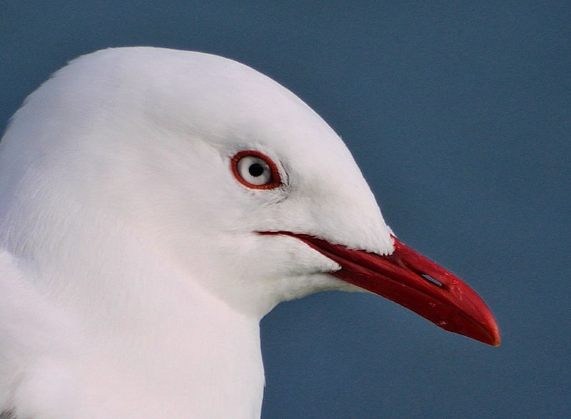 Red-billed Gull (Chroicocephalus scopulinus) Head Bill WikiC