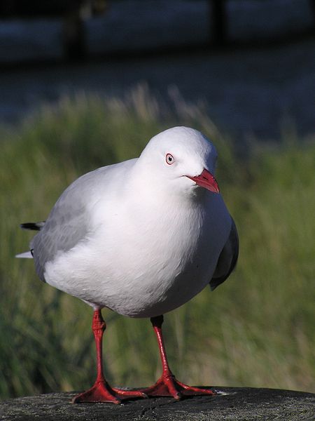 Red-billed Gull (Chroicocephalus scopulinus) WikiC