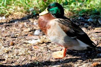 Mallard (Anas platyrhynchos) at Lake Parker By Dan'sPix