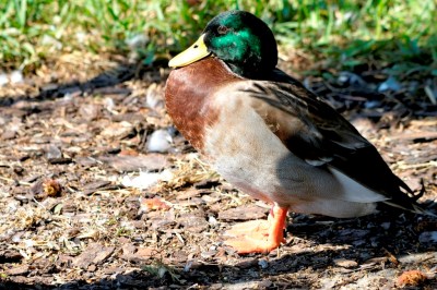 Mallard (Anas platyrhynchos) at Lake Parker By Dan'sPix