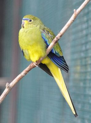 Elegant Parrot (Neophema elegans) WikiC