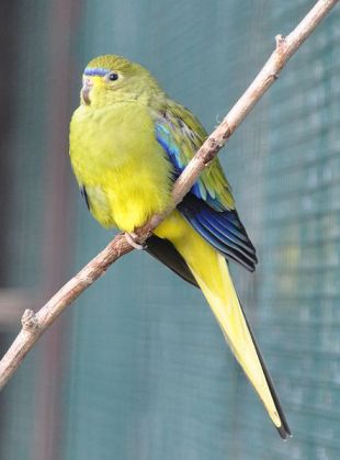 Elegant Parrot (Neophema elegans) WikiC