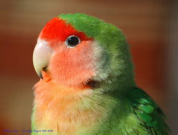 Rosy-faced Lovebird (Agapornis roseicollis catumbella) ©© law_keven
