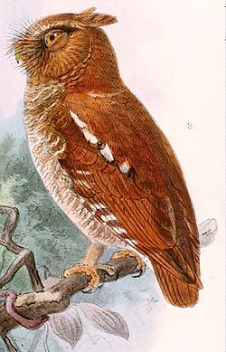 Flores Scops Owl (Otus alfredi) Drawing ©WikiC