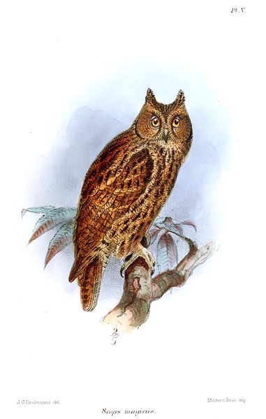 Moluccan Scops Owl (Otus magicus) Drawing ©WikiC