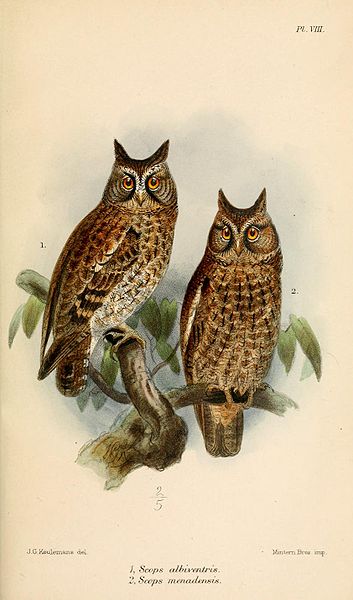 Moluccan Scops Owl (Otus magicus) (left); and Sulawesi Scops Owl (Otus manadensis) (right) Drawing ©WikiC