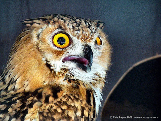 Pharaoh Eagle-Owl (Bubo ascalaphus) ©©